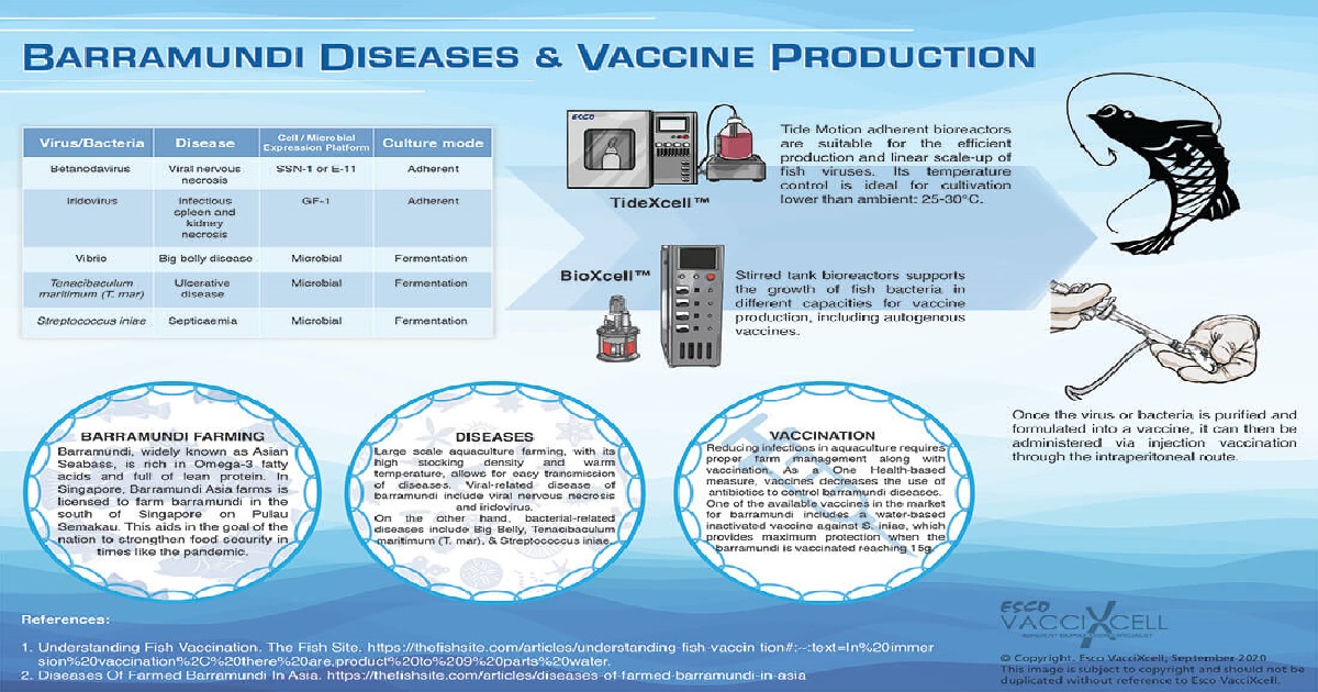 Vaccination Types and Strategies for Aquaculture vaccines Esco VacciXcell