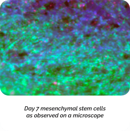 Stained cells observed under a microscope image 1