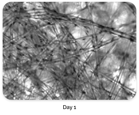 Cell staining on BioNOC II<sup>®</sup> day 1