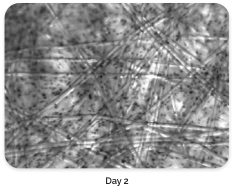 Cell staining on BioNOC™ II day 2