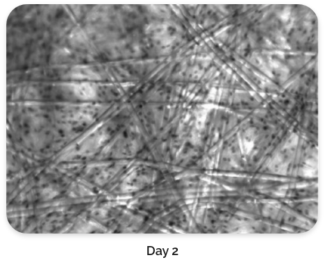 Cell staining on BioNOC II<sup>®</sup> day 2