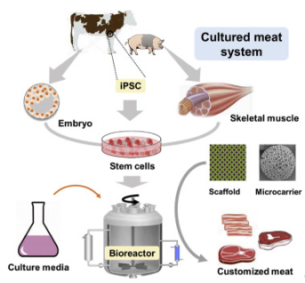 Cellular Agriculture / Alternative Proteins | Esco VacciXcell