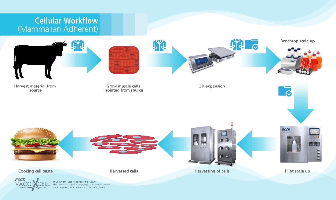 Cellular Workflow (Mammalian Adherent)