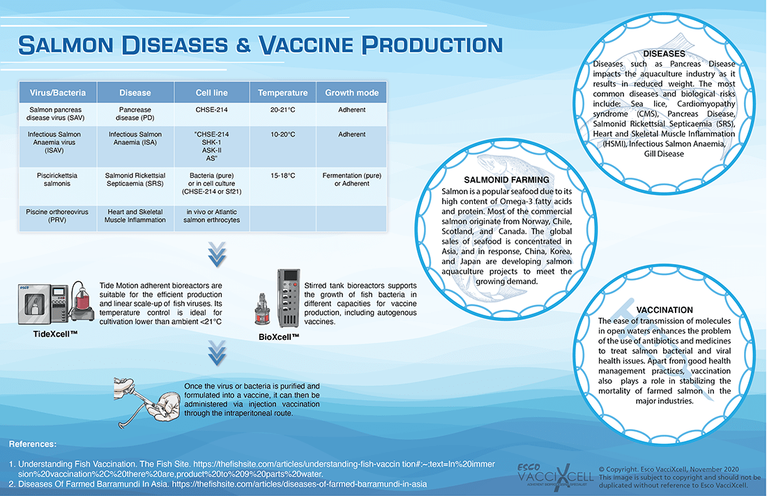 Barramundi Diseases and Vaccine Production