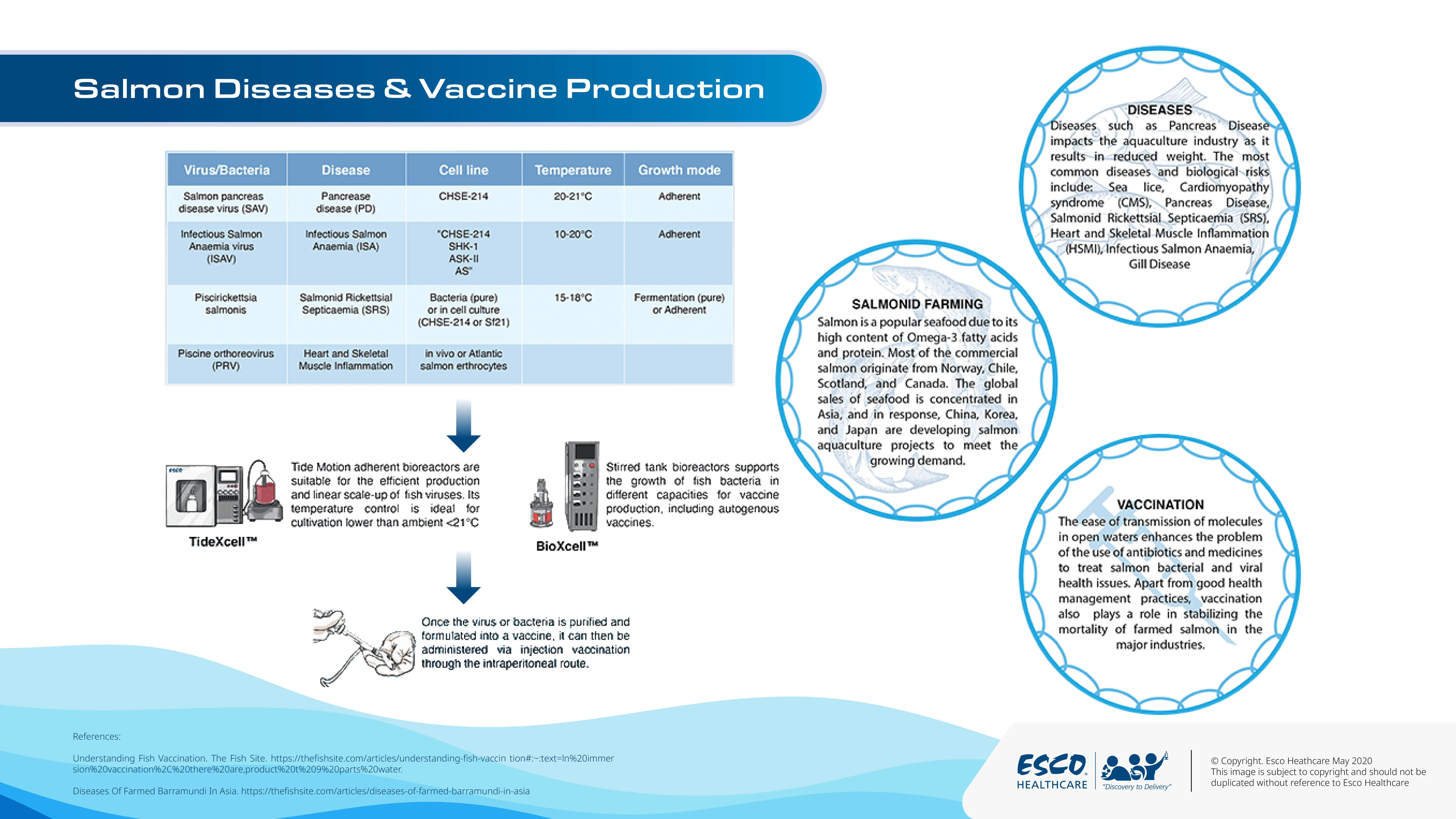 Barramundi Diseases and Vaccine Production