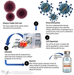 Attenuated vaccine workflow