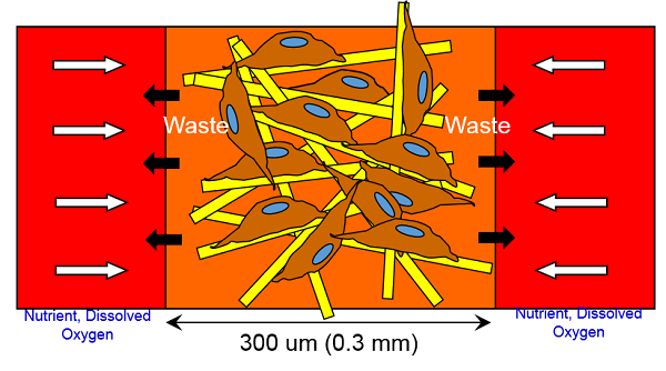 Bionoc internal