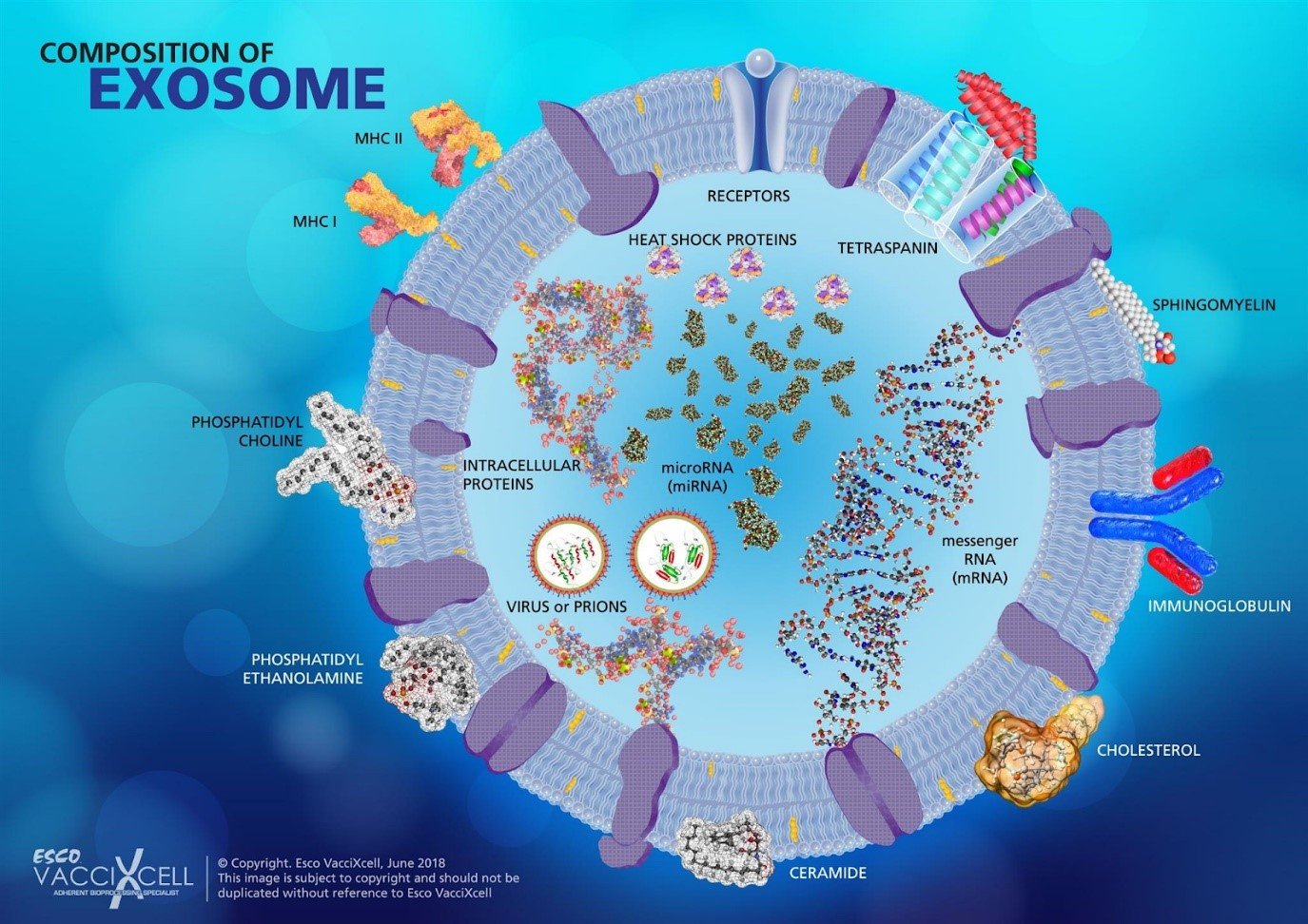 Exosome Diagram