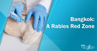 Bangkok: A Rabies Red Zone
